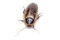 Byrsotria cabrerai